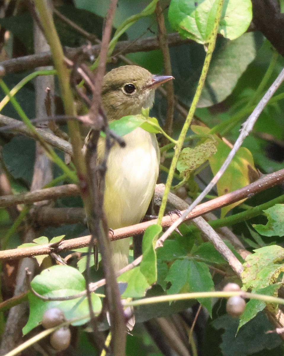 Acadian Flycatcher - ML641988319