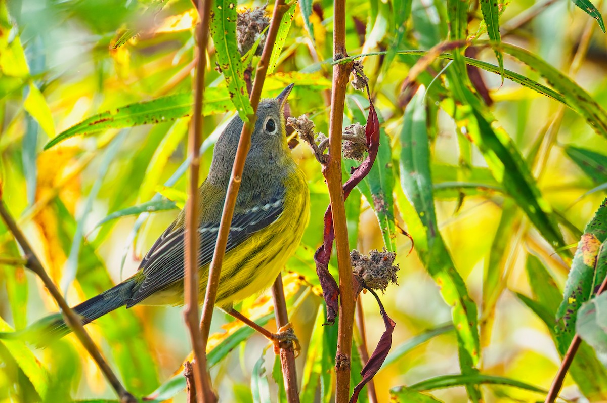 magnoliaparula - ML641988322