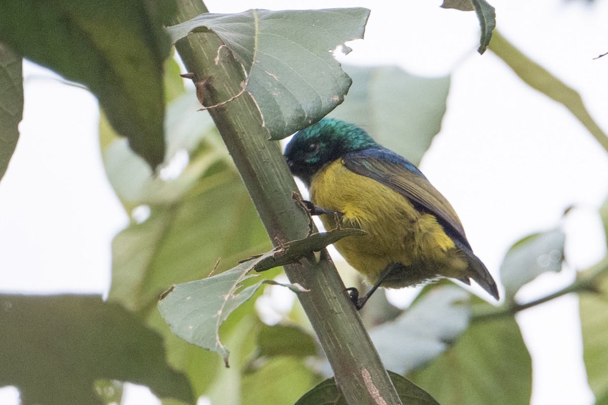 Collared Sunbird - ML641988324