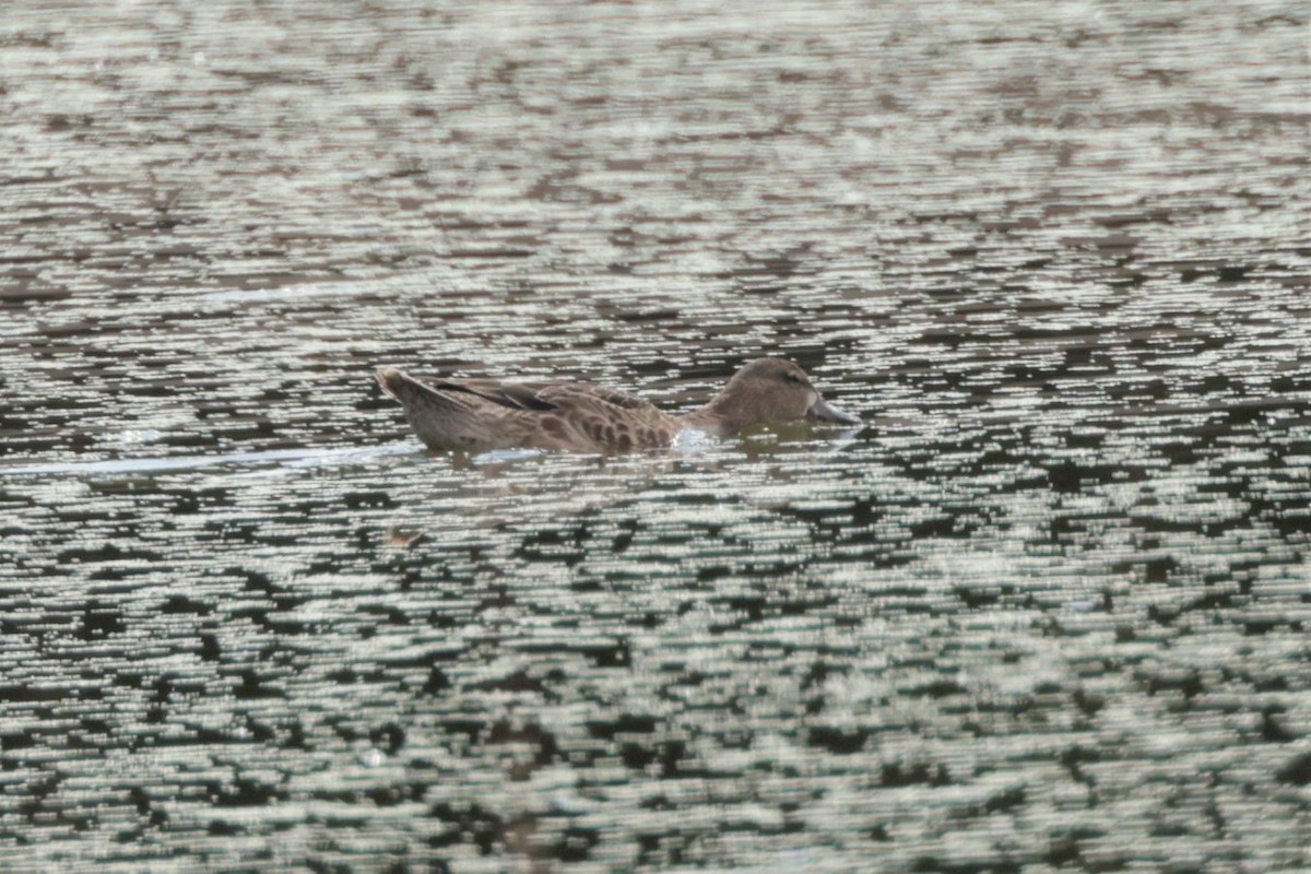 Blue-winged Teal - ML641988327