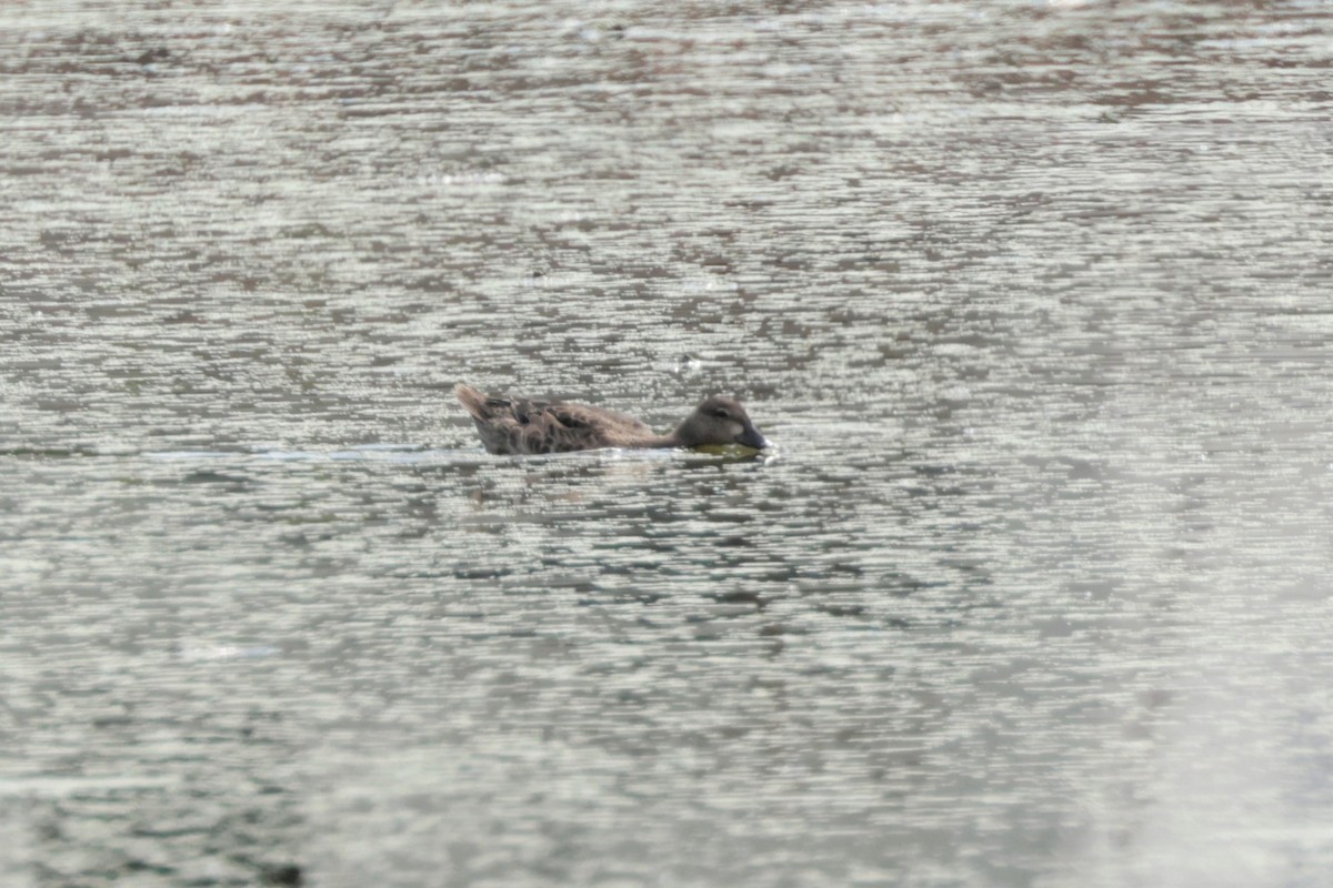 Blue-winged Teal - ML641988328