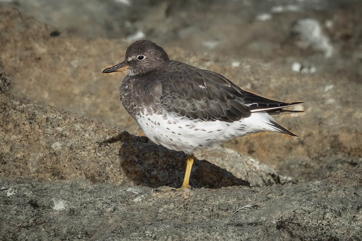 Surfbird - ML641988339