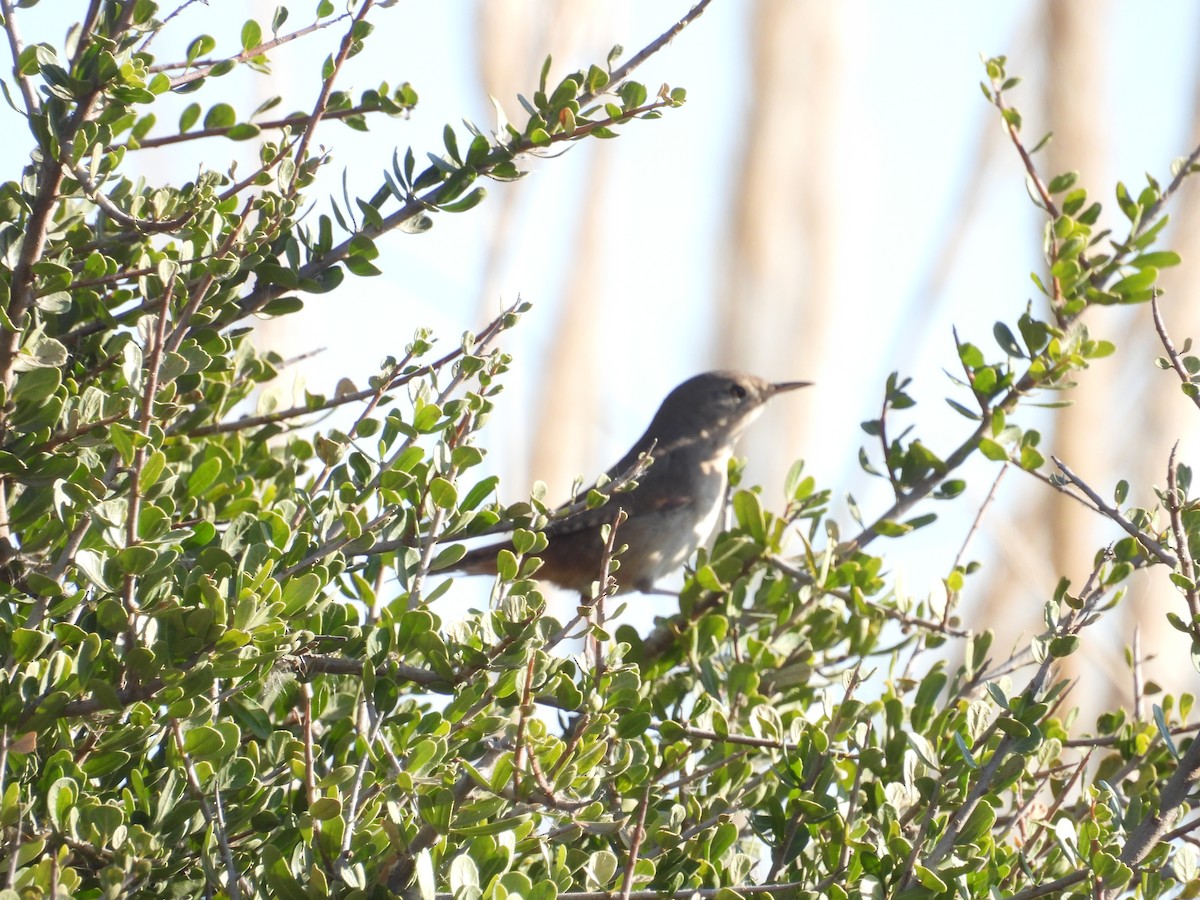 Southern House Wren - ML641988343