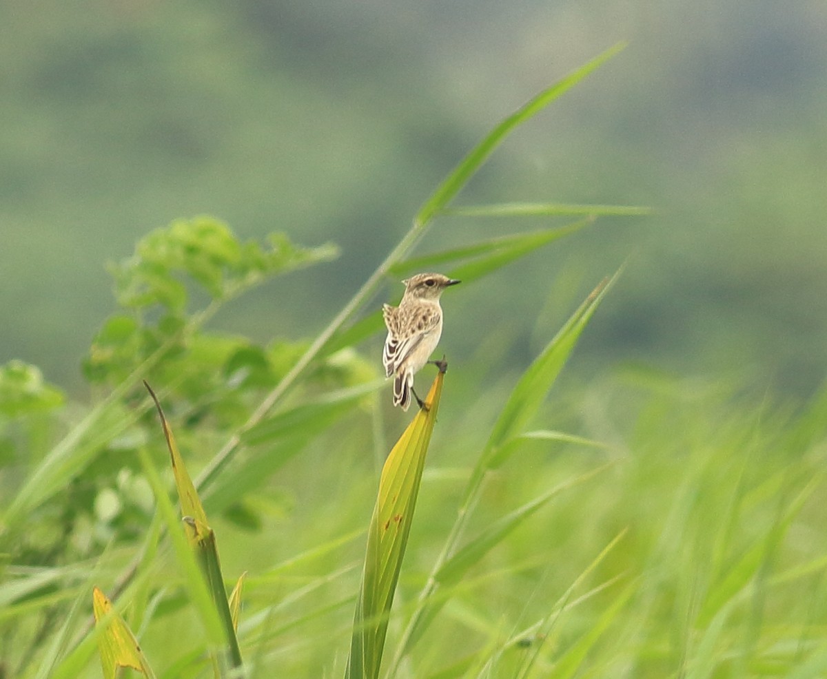 Siberian Stonechat - ML641988347