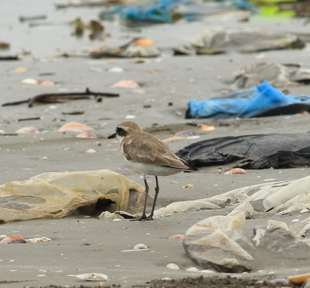 Tibetan Sand-Plover - ML641988352