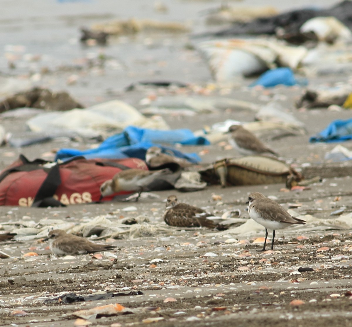 Tibetan Sand-Plover - ML641988364