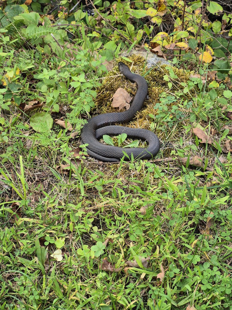 Northern Watersnake - ML641988388