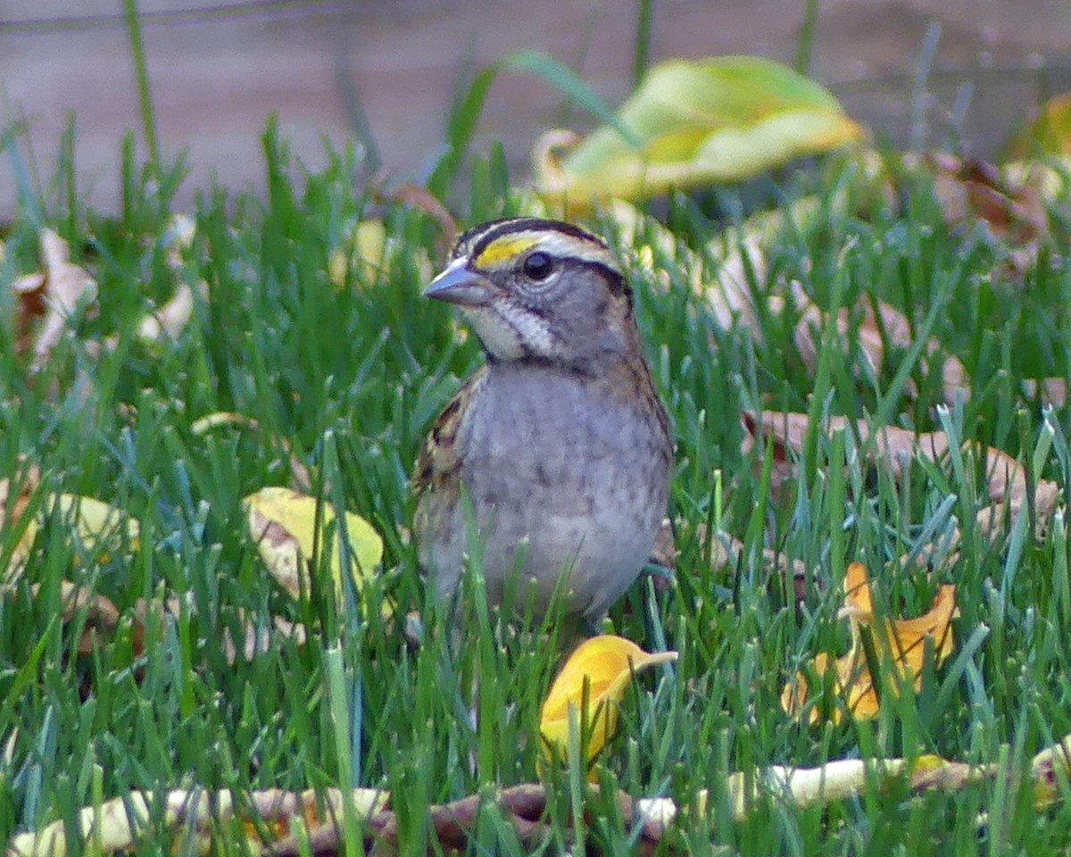 White-throated Sparrow - ML641988405