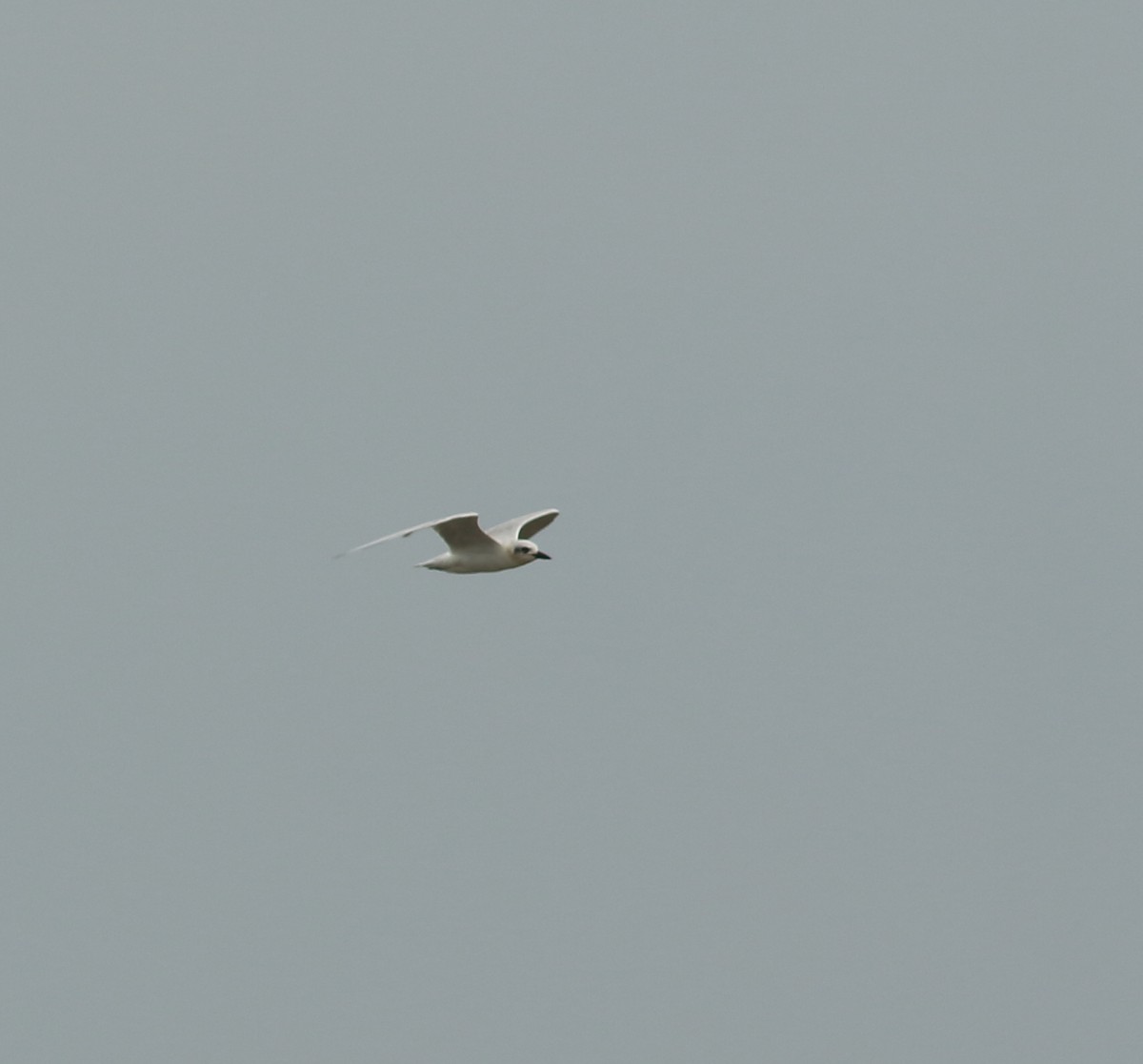 Gull-billed Tern - ML641988410