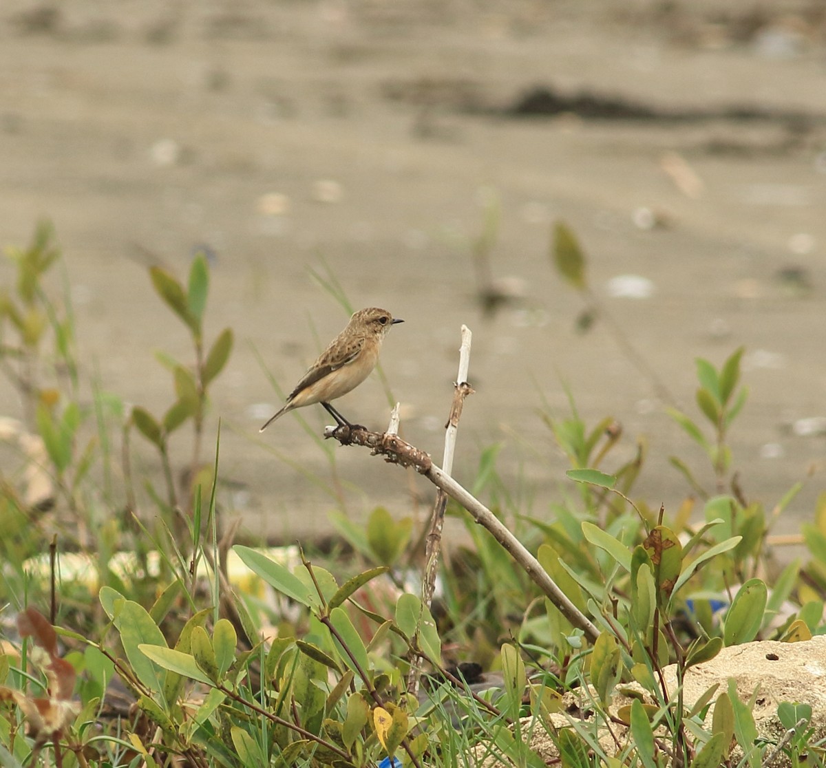 Siberian Stonechat - ML641988416