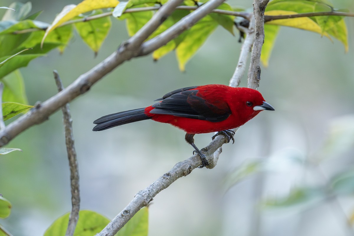 Brazilian Tanager - ML641988427
