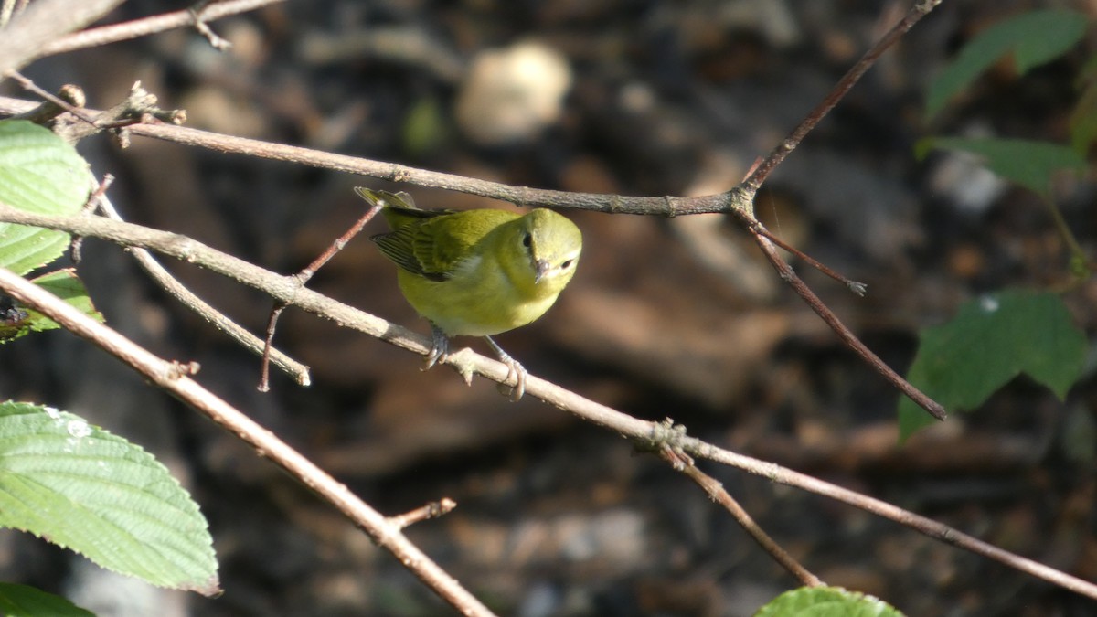 Tennessee Warbler - ML641988428