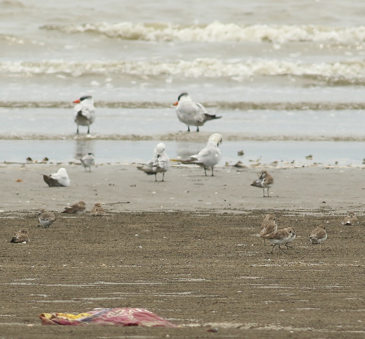 Caspian Tern - ML641988432