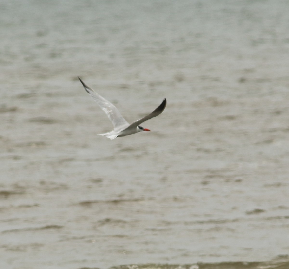Caspian Tern - ML641988439
