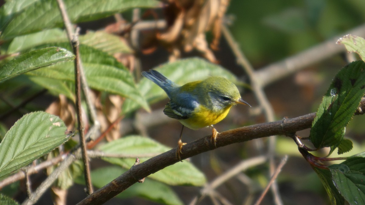 Northern Parula - ML641988440