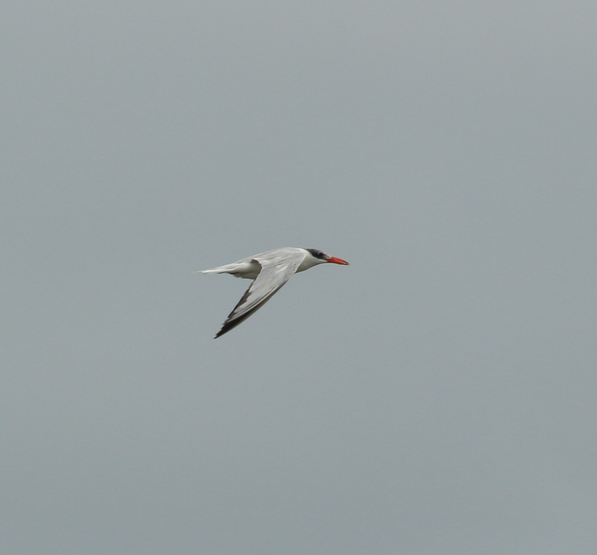 Caspian Tern - ML641988443