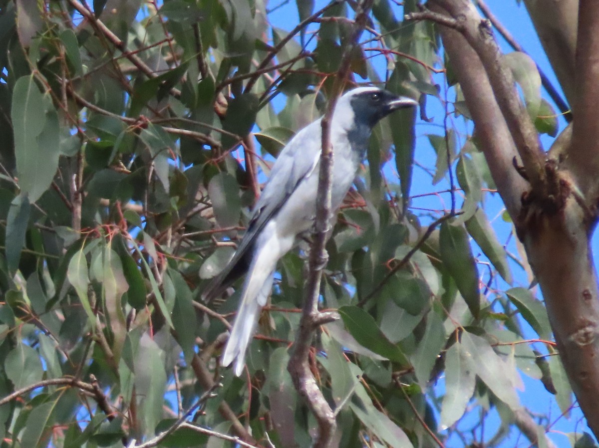Black-faced Cuckooshrike - ML641988449