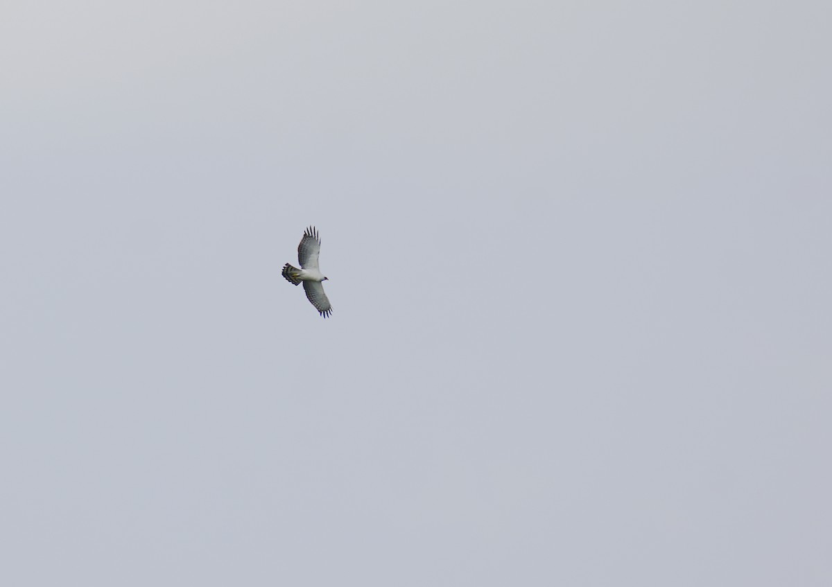 Black-and-white Hawk-Eagle - ML641988450