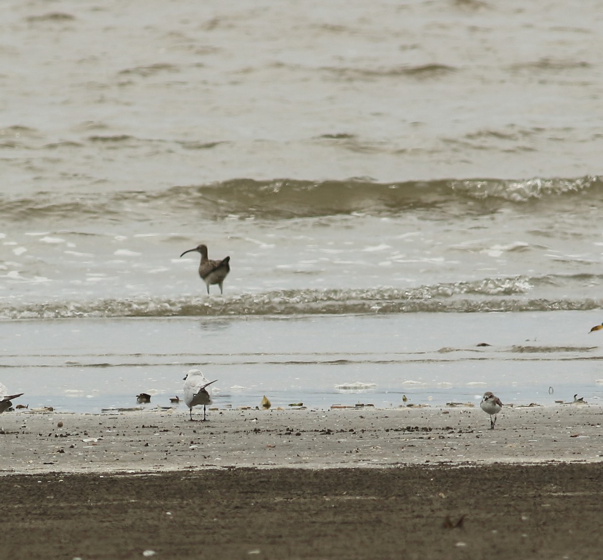 Eurasian Curlew - ML641988452