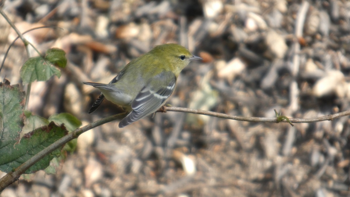 Bay-breasted Warbler - ML641988453