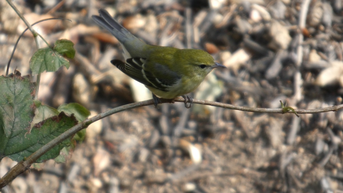 Bay-breasted Warbler - ML641988455