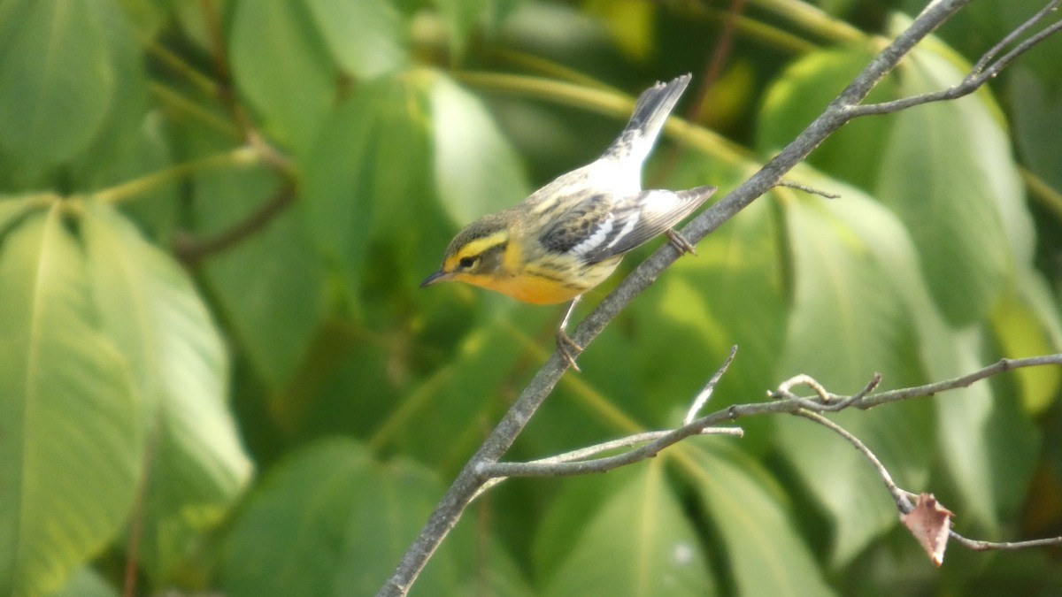 hemlokkparula - ML641988460