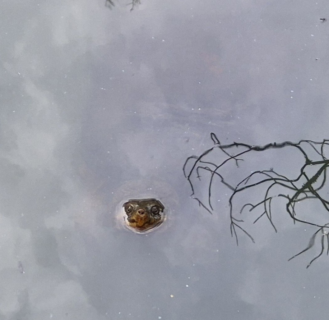 Common Snapping Turtle - ML641988479