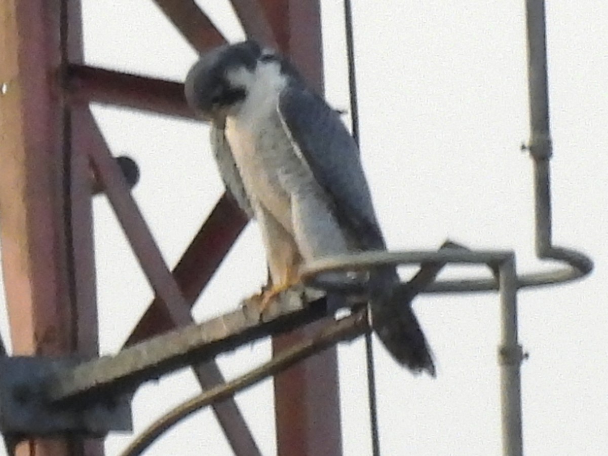 Gökdoğan - ML641988487