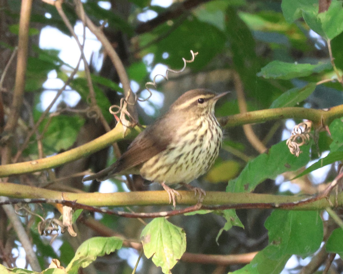 Northern Waterthrush - ML641988510