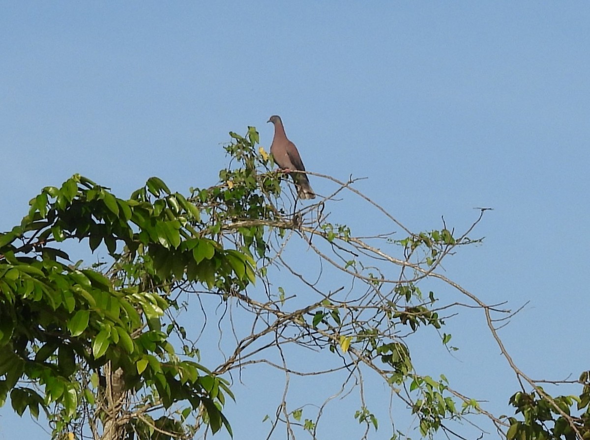 Pale-vented Pigeon - ML641988521