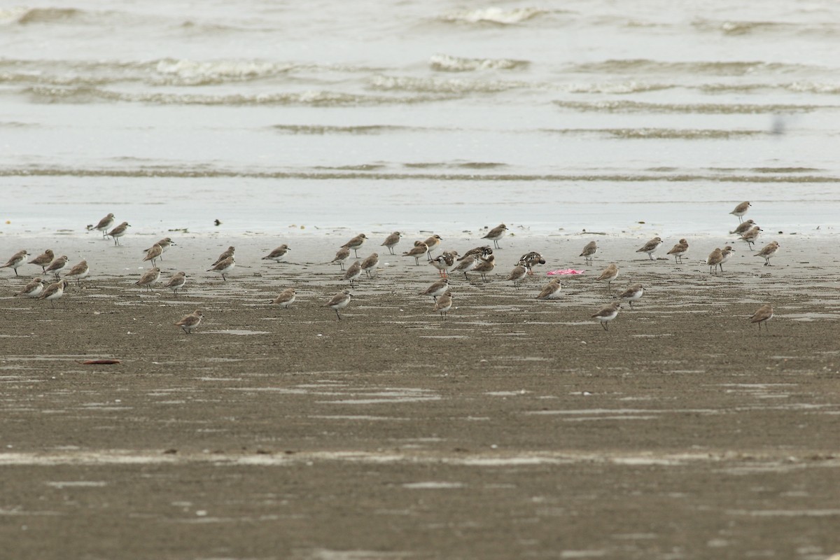 Tibetan Sand-Plover - ML641988525