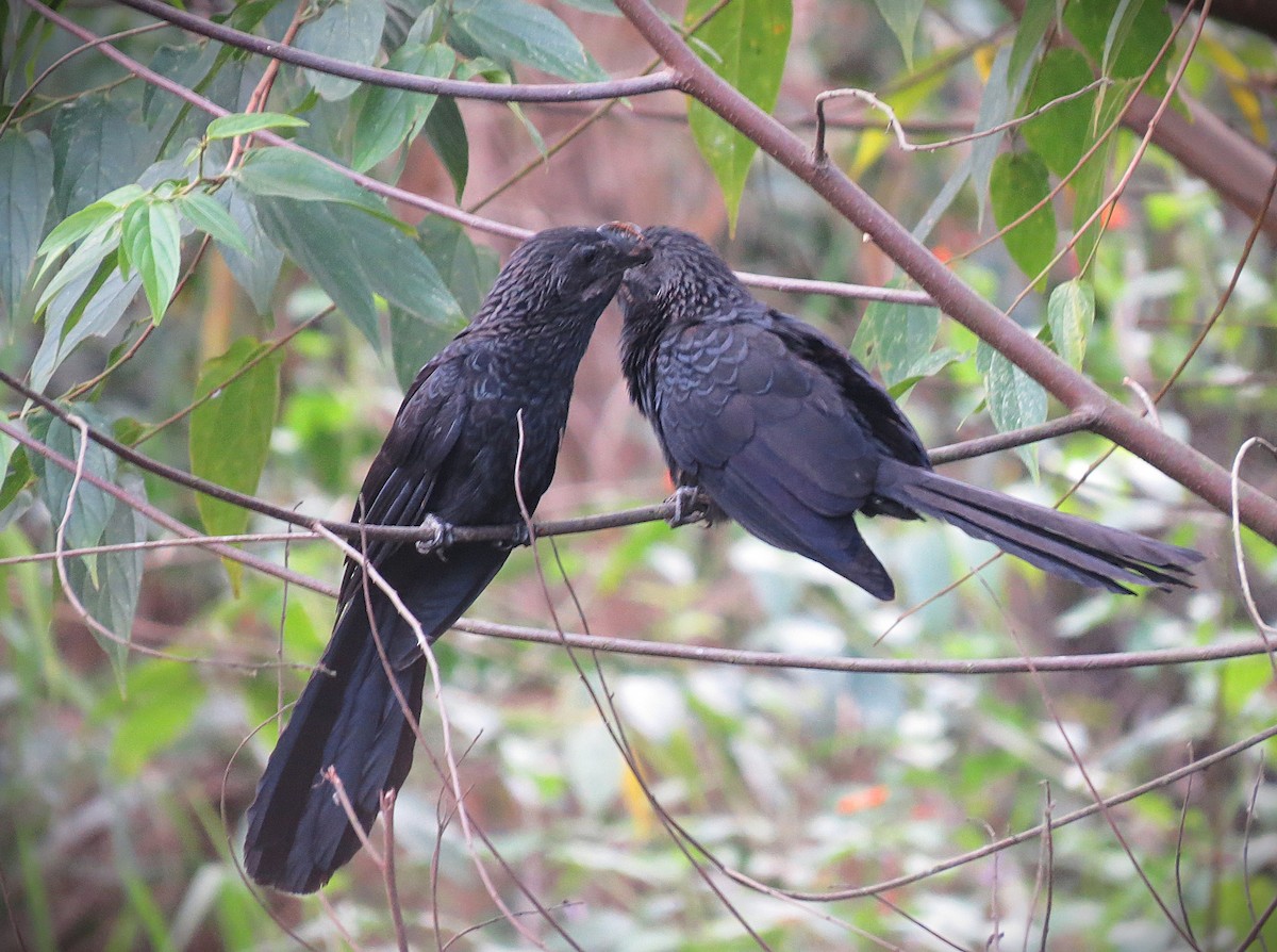 Smooth-billed Ani - ML641988534