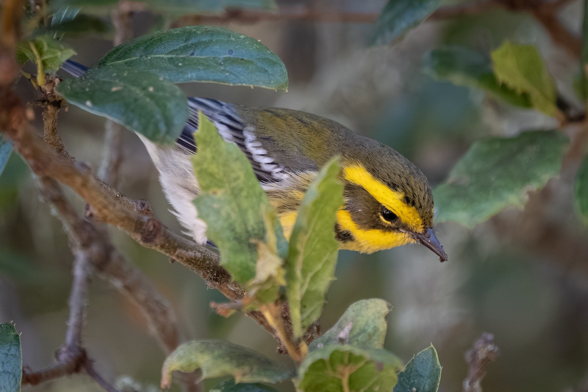 Townsend Ötleğeni - ML641988537