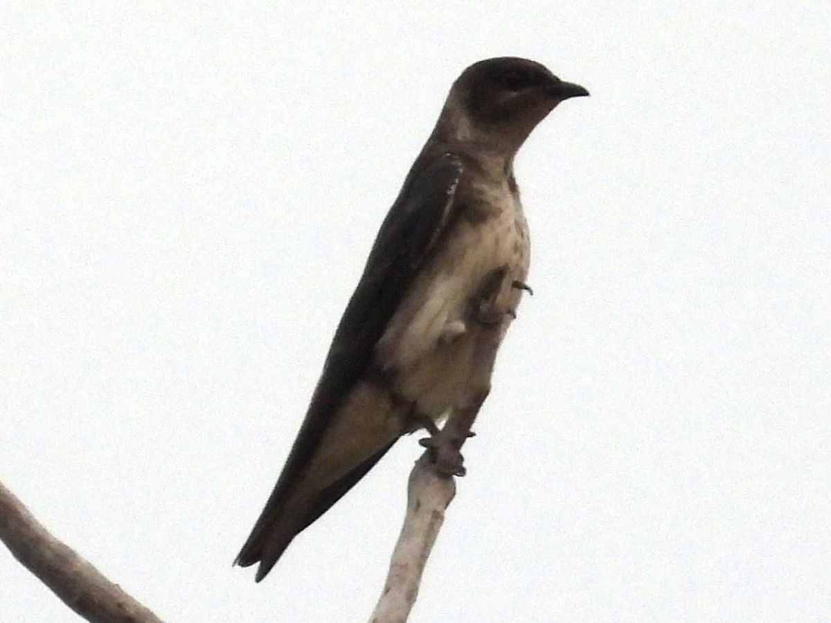 Purple Martin - ML641988550