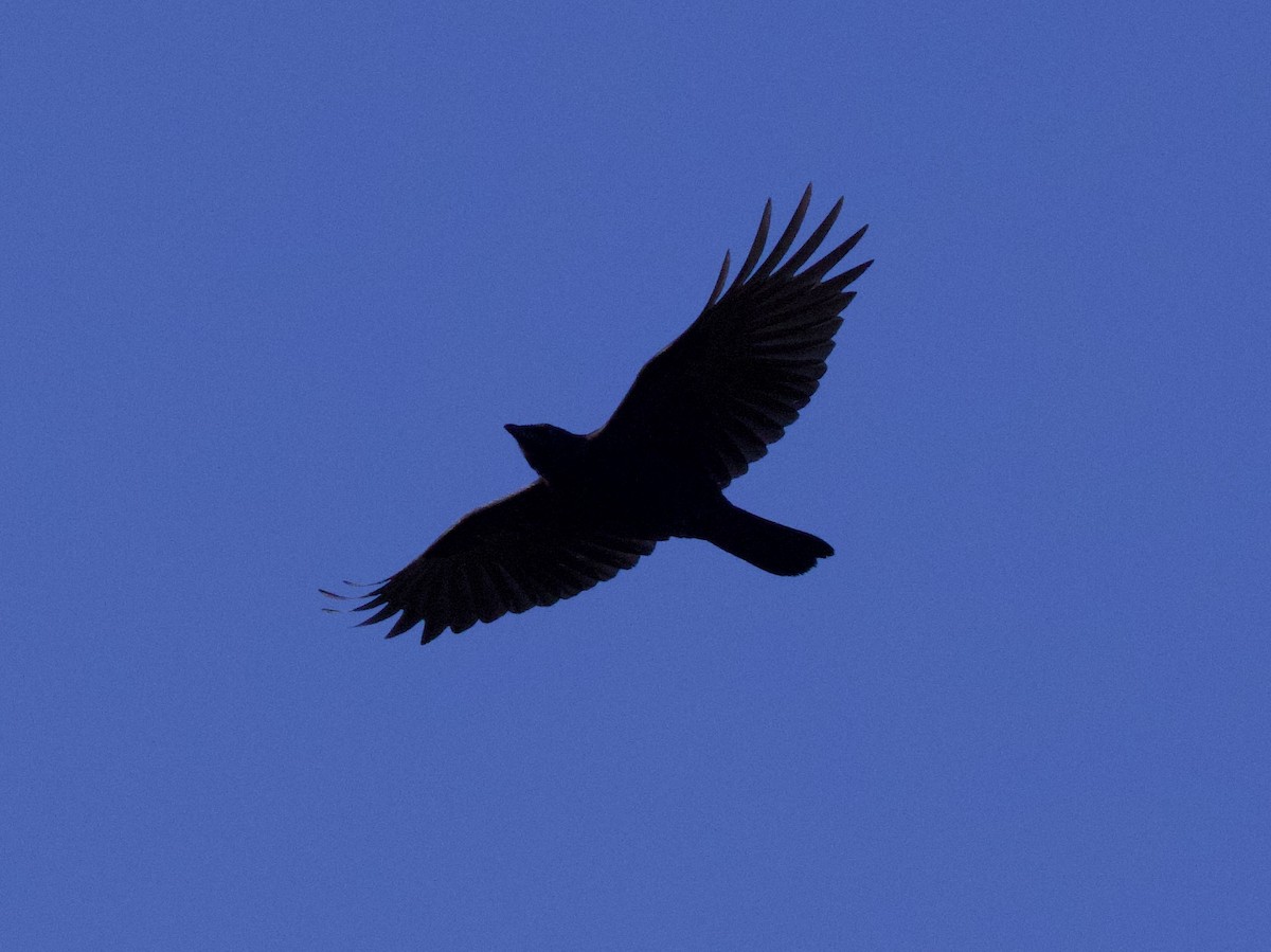 American Crow - ML641988577