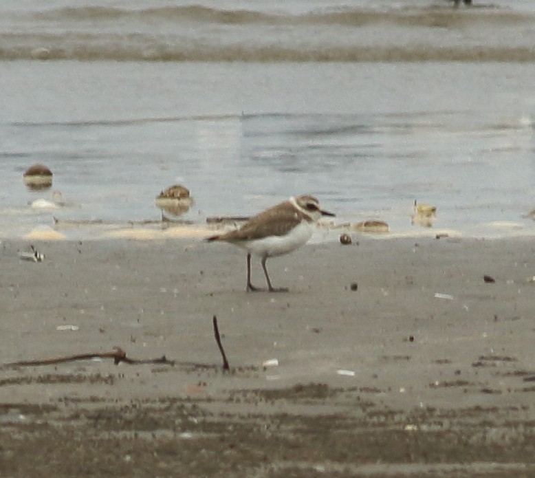 Kentish Plover - ML641988580