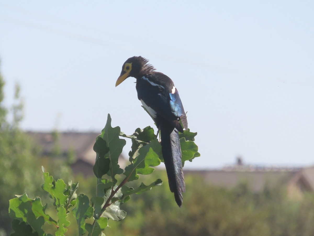 Yellow-billed Magpie - ML641988620