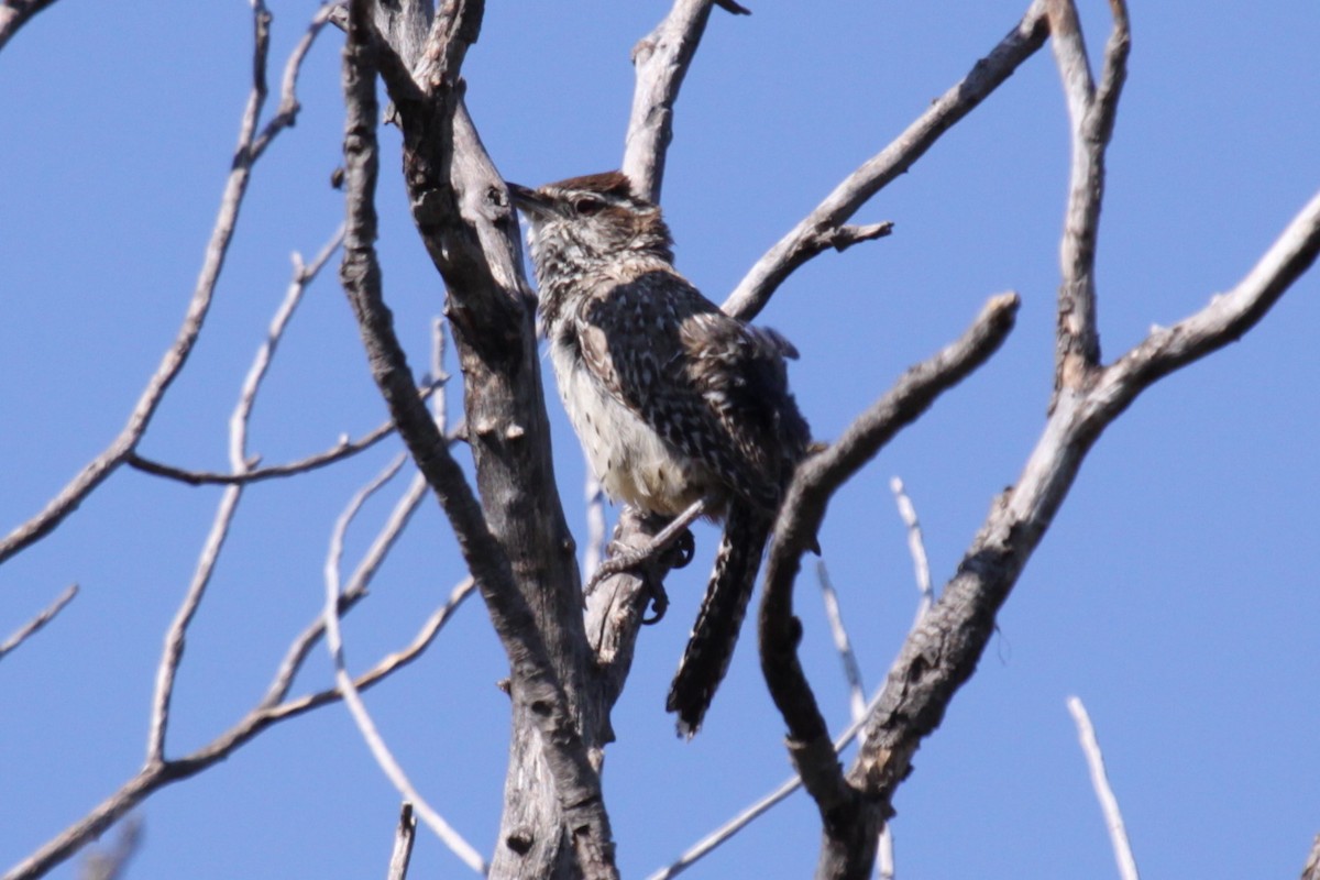 Cactus Wren - ML641988622