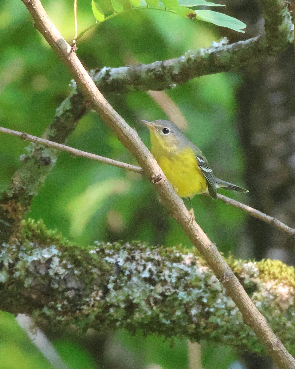 Magnolia Warbler - ML641988623
