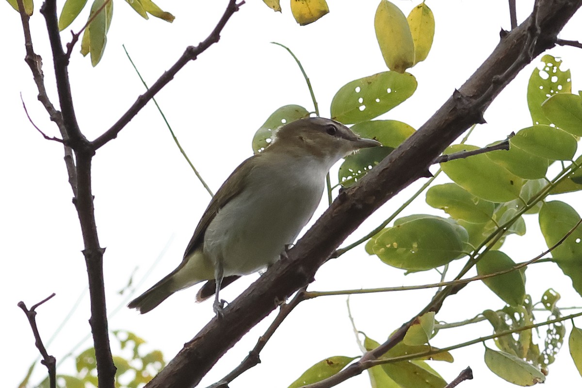 Vireo begigorria - ML641988628