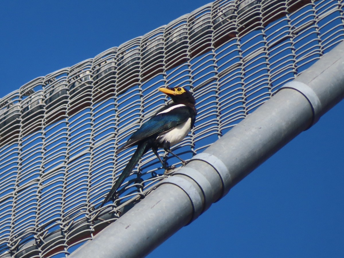 Yellow-billed Magpie - ML641988630
