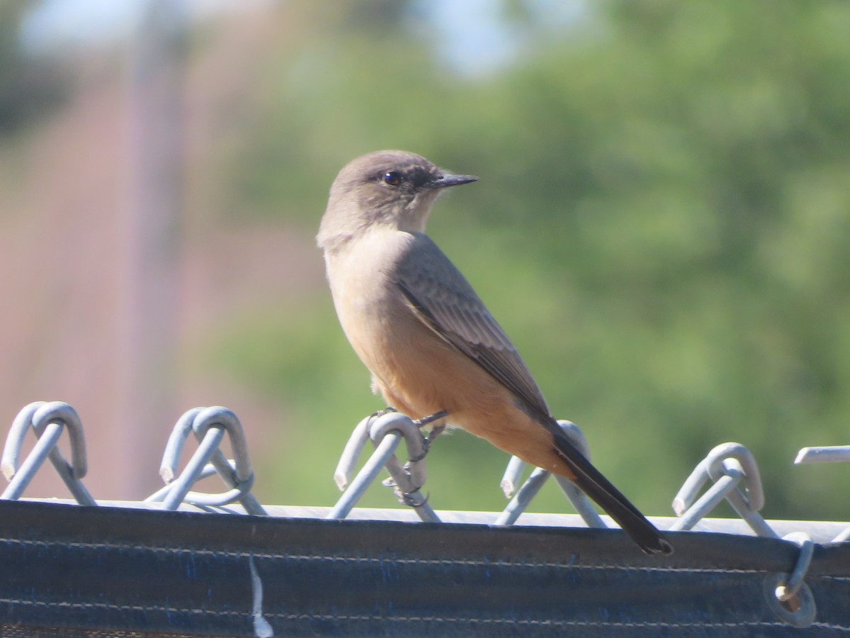 Say's Phoebe - ML641988635