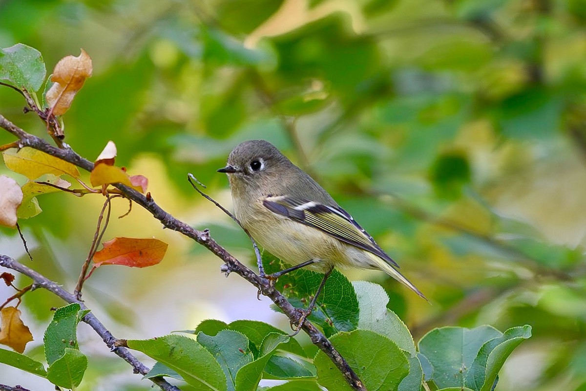 Ruby-crowned Kinglet - ML641988642
