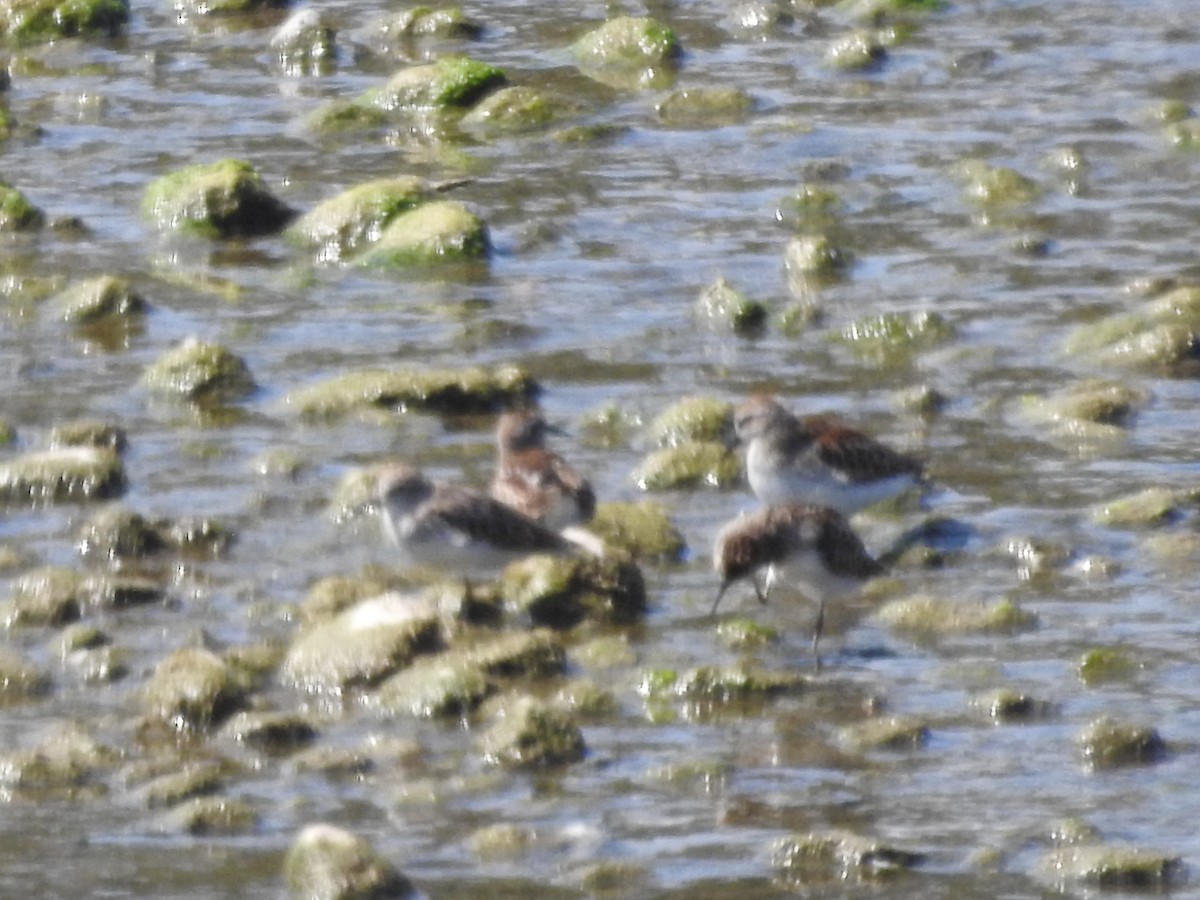 Txirri erdipalmatua - ML641988643