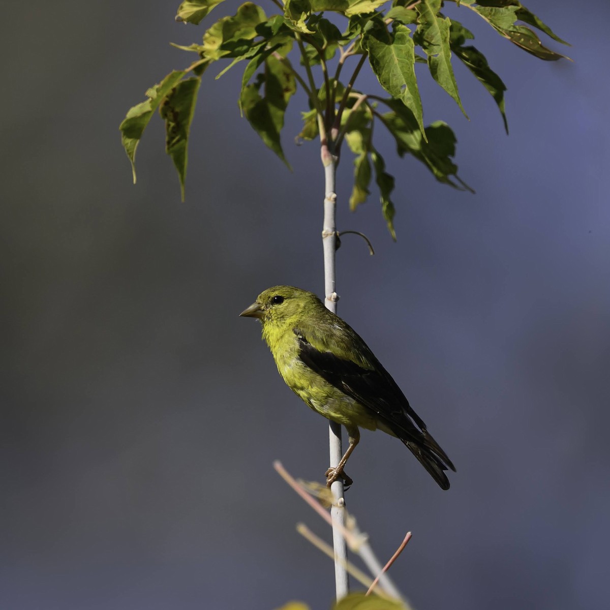 American Goldfinch - ML641988646