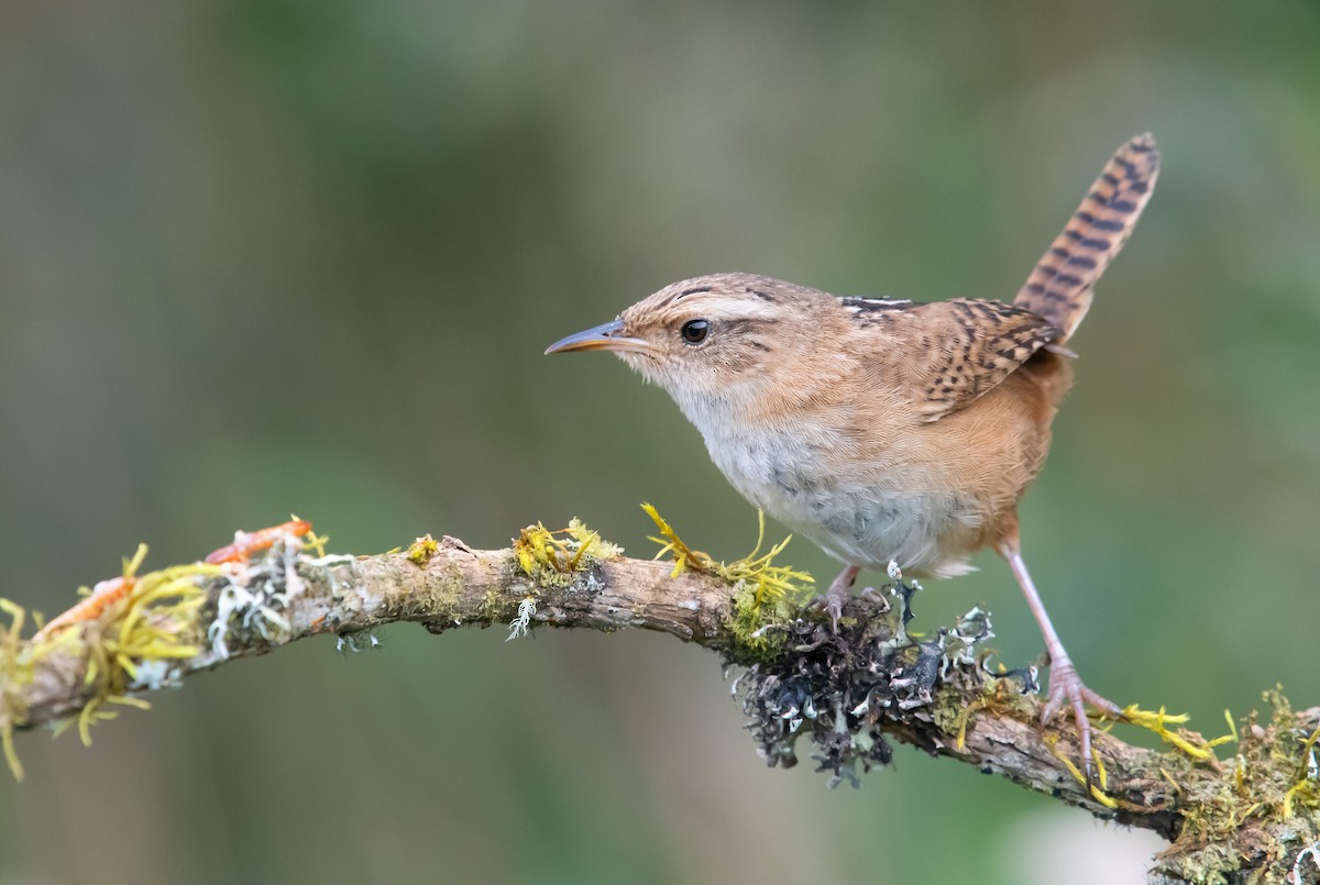 Grass Wren - ML641988647