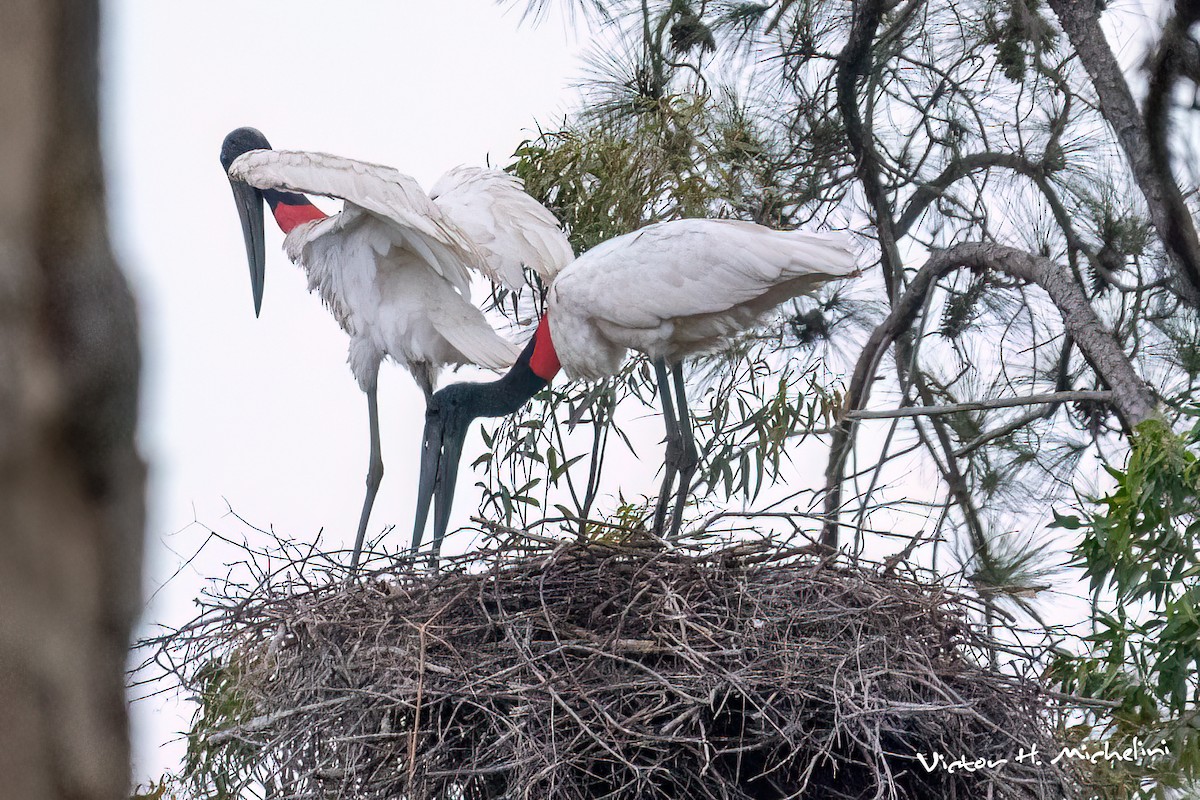 Jabiru amerikarra - ML641988648