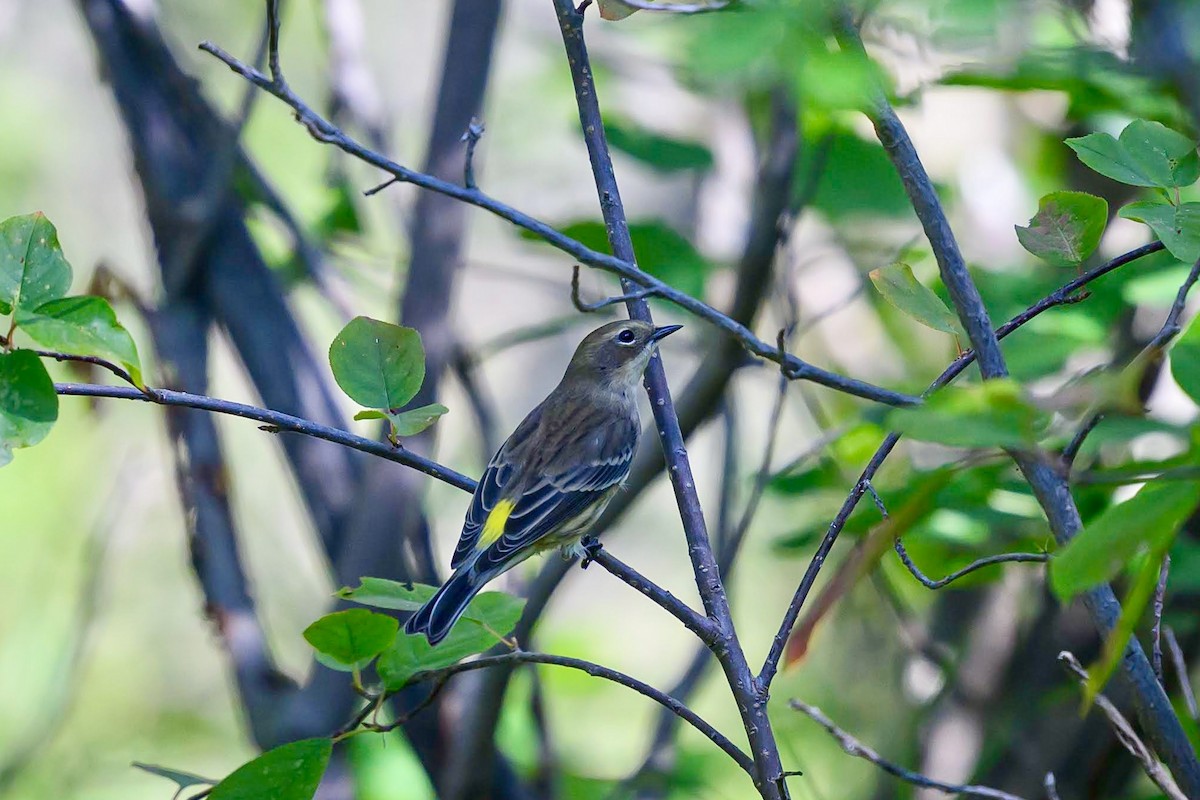 Yellow-rumped Warbler - ML641988649