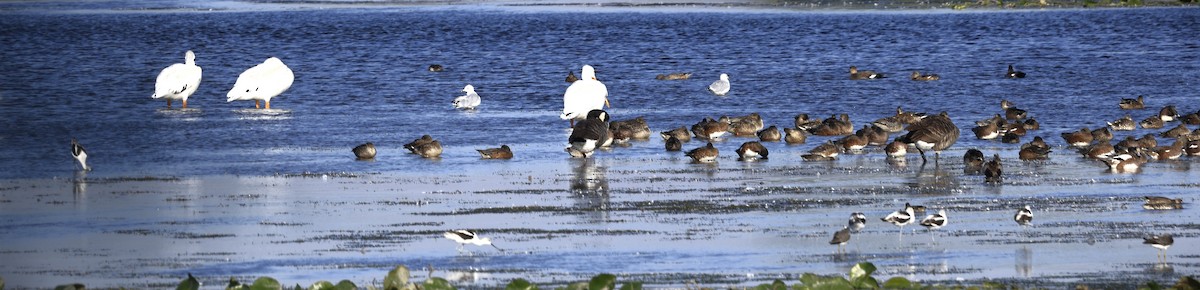 American Avocet - ML641988653