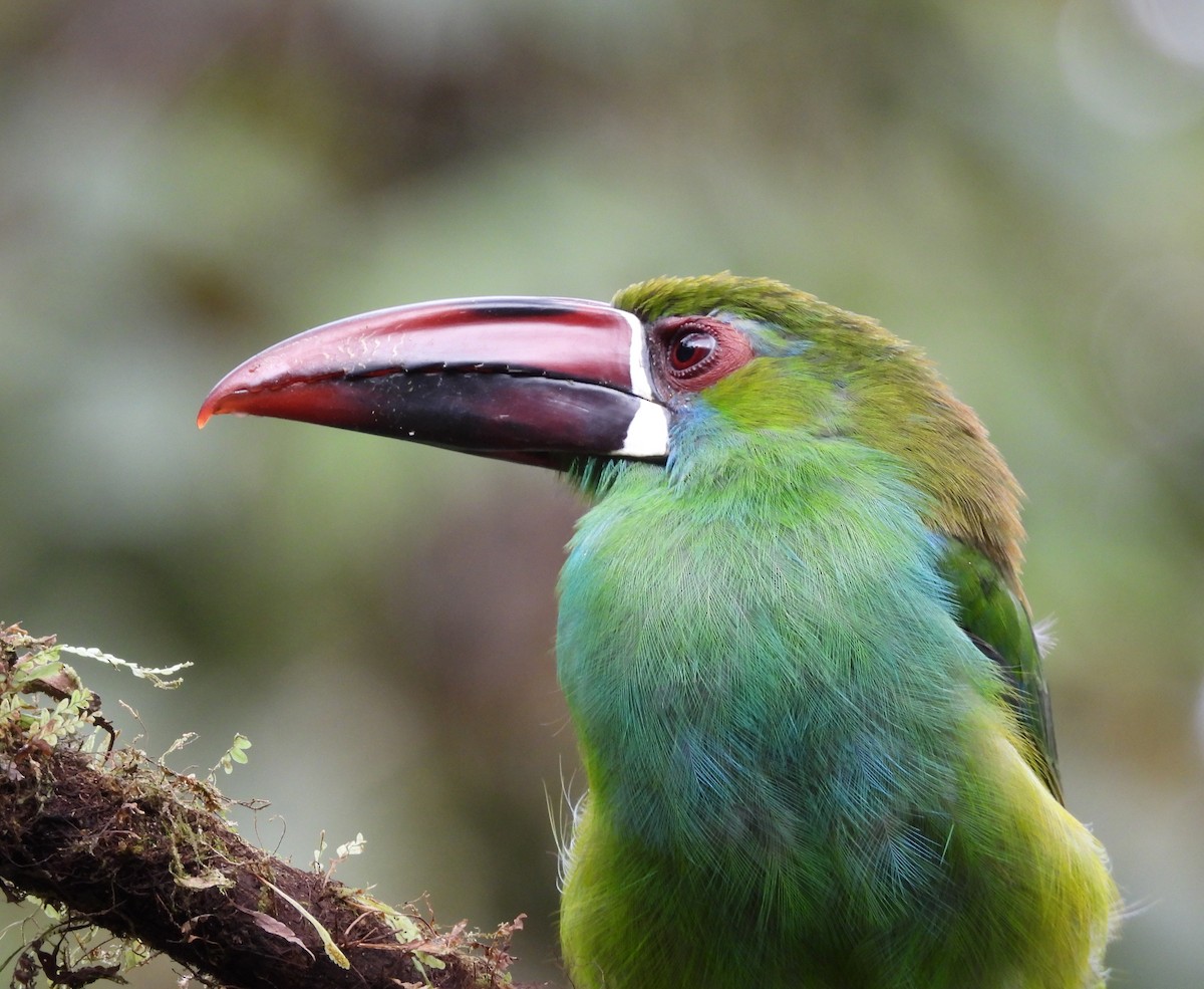 Crimson-rumped Toucanet - ML641988658